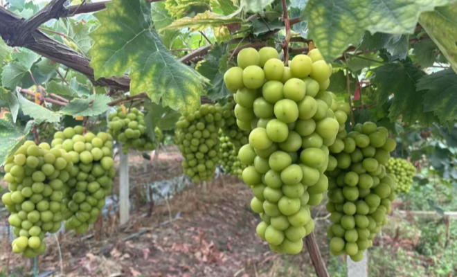 31.3Ԫ������������硱�������š�����õ�塱