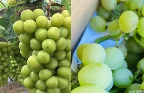 5斤阳光玫瑰只要25元!“大表哥”开团啦