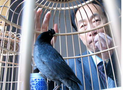 长春一对八哥会说话 能背诗打麻将(图)