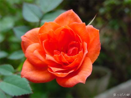 中国各城市 市花 一览[组图]