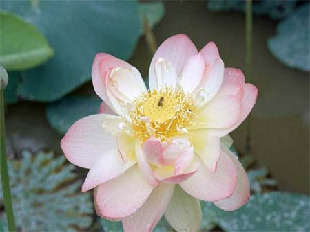 中国各城市市花一览[组图]