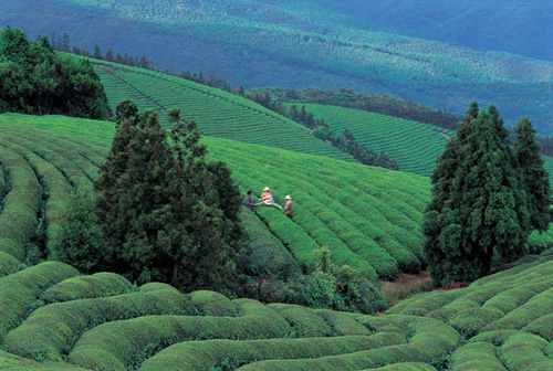 福泉山茶海 --中国宁波网-旅游