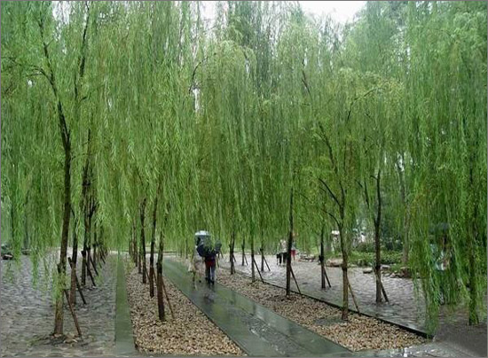 5、柳浪闻莺(Orioles singing in the willows) 今日柳浪闻莺,经过近四十多年不断的开发和建设,由当年帝王享受的御花园,演变为普通老百姓的大乐园。她仍以青翠柳色和婉啭莺鸣作为公园景观基调,在沿湖长达千米的堤岸上和园路主干道路沿途载种垂柳及狮柳,醉柳,浣沙柳等特色柳树。在园中部主景区辟闻莺馆,又在距闻莺馆不远处置巨型网笼百鸟天堂,营造烟花三月,柳丝飘舞,莺声清丽的氛围。闻莺馆东面,以草坪和密林带为主形成友谊园景区,引种了一批日本樱花,草坪北侧铺石砌台,矗立着日中不再战