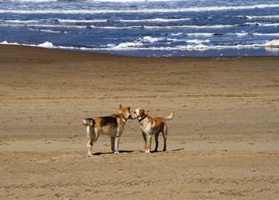 你的狗被设计了吗[图]