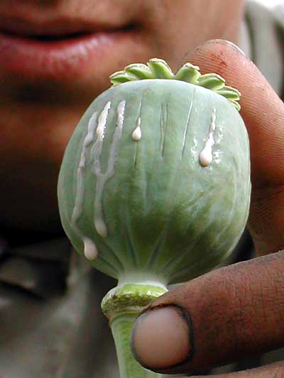 美丽的罂粟花 罪恶的果实[组图]-阿富汗,种植,世