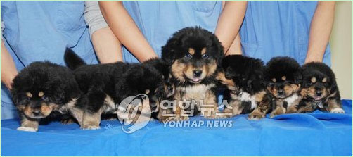 韩造假克隆之父小组成功克隆中国藏獒(图)-克