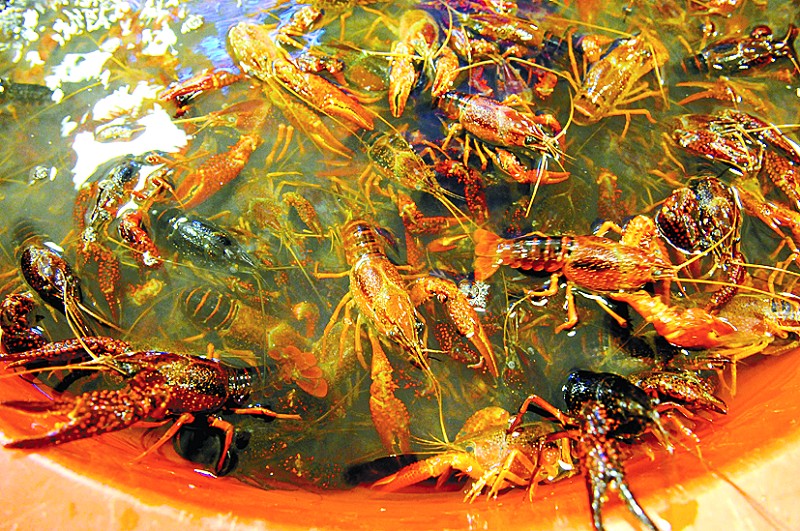 宁波的小龙虾养殖户中有七成左右亏本-小龙虾