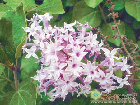 冰城7月盛开罕见丁香花 专家确认为新品种