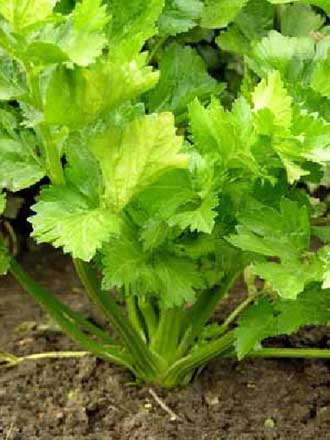 10种蔬菜帮你认个遍:芹菜篇