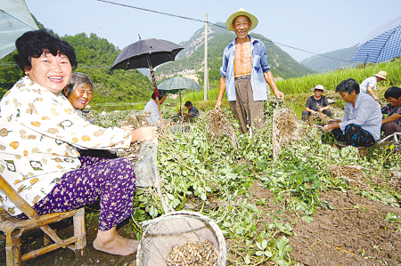 奉化大堰高山蔬菜飞向全国-种植,高山,大堰,番