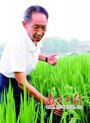 袁隆平建议按交粮量补贴粮农 促其积极种粮(图)