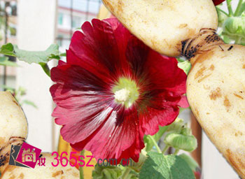 好用又便宜 4款DIY保湿面膜大放送(组图)-保湿