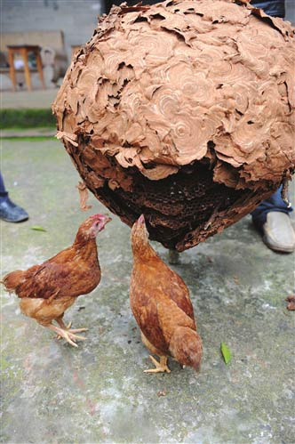 一家10年捅5000马蜂窝 两月卖蜂窝赚万元(组图