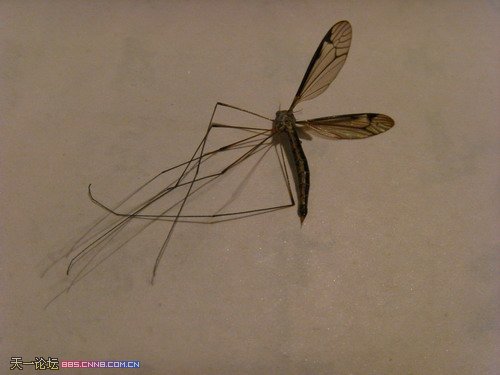 昨晚打死一只超大的蚊子[有图为证]--中国宁波