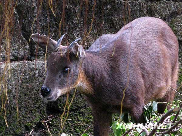 台湾同胞向大陆同胞赠予长鬃山羊和梅花鹿[组