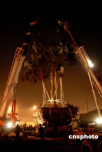 组图:镇江一棵400年树龄柏树搬家-搬家,树龄