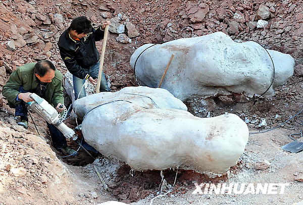 河南汝阳发现巨型恐龙化石 形体粗壮异常[组图