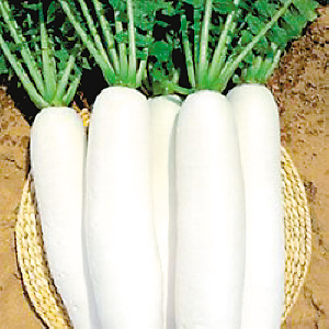 吃萝卜对老人身体有什么好处?(图)-吃萝卜,胆石