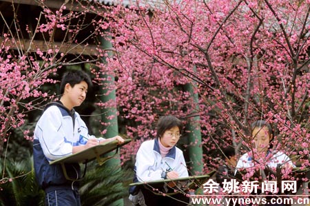 高风校园梅花争放-高风,梅花,学生,写生,美术老