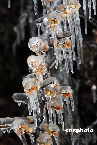 江西冻雨过后形成雨凇景观-雨凇,景观,冻雨,雨