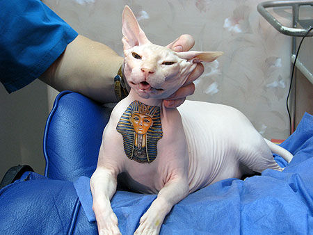 猫猫纹身纹上埃及法老像[图]-埃及法老,加拿大