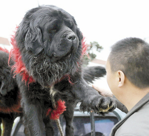 还是狮子?天价藏獒现身花鸟市场