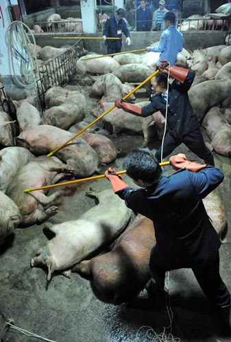 广州含瘦肉精生猪被整批电死-瘦肉精,无公害,生