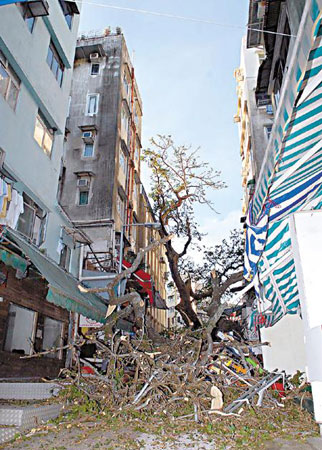 港府检讨树木风险管理及改善措施 唐英年亲挂