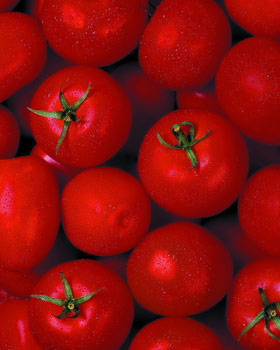 吃减肥圣果西红柿 健康减肥不伤身(组图)-健康