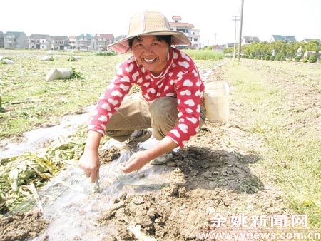 -耍大牌,长豇豆,农民专业合作社,我市,土特产,证