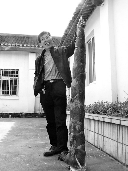 北仑现1.60米高16公斤重的一株大竹笋-周瑞华