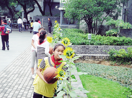 校园开满向日葵