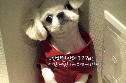 韩国狗狗罚站表情郁闷