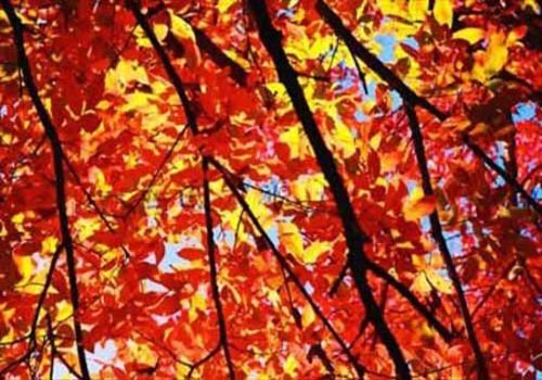 红叶谷 摄影爱好者的天堂-吉林红叶谷,岳桦林,