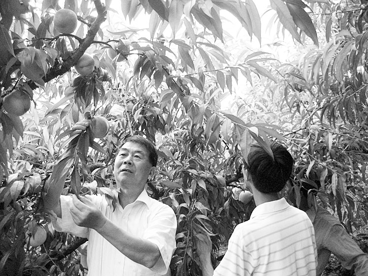 沈淦卿:发展奉化水蜜桃功臣-水蜜桃,沈淦卿,新