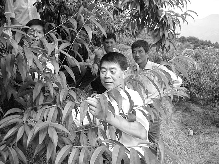 沈淦卿:发展奉化水蜜桃功臣-水蜜桃,沈淦卿,新