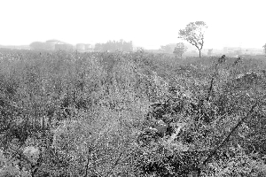 苏州工厂搬迁撂荒数十公顷有毒土地 治理需数