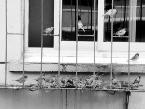 每天有成群的麻雀来居民窗台上聚餐-鸟儿,麻