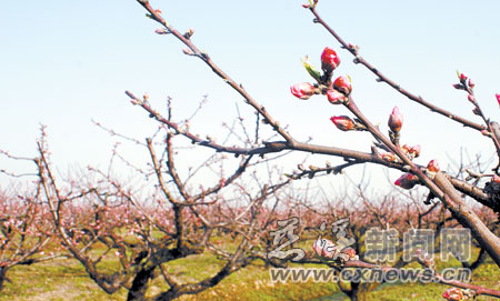 浦上桃花又朵朵 满园春色邀您赏(图)-桃树,桃花