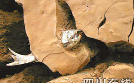 南京一男子醉酒驾驶撞死2人被刑事拘留(图)-刑