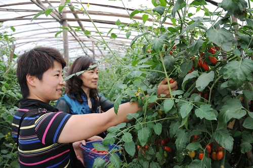 盆栽樱桃番茄亮相滕头馆吸引八方游客来基地采