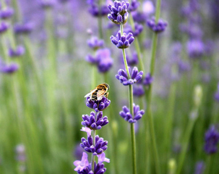 哪些树木有神奇的功能