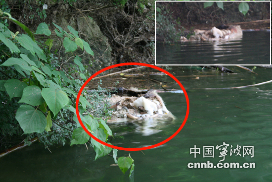 腐烂的"猪尸"快成"猪骨架"了   中国宁波网6月21日讯(宁网播报员 徐