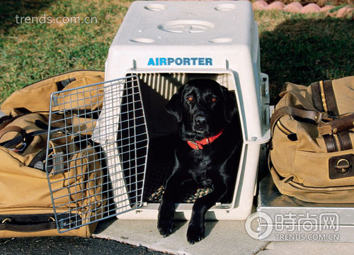 精明宠物游 你的旅行中可以有它(组图)