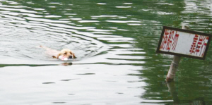  糟蹋月湖水质破坏月湖环境-月湖公园,驯狗,都