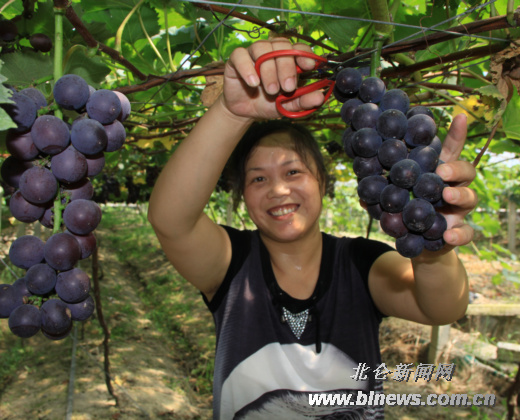 北仑小港葡萄今年上市价比去年高-葡萄品质,葡