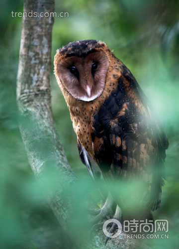 广西乐业:探秘世界上最大的天坑家族-天坑,刺梨