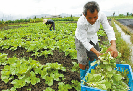 5000新宁波人成为宁波菜篮子基地生力军-种