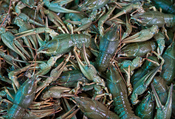 俄罗斯也有大头虾