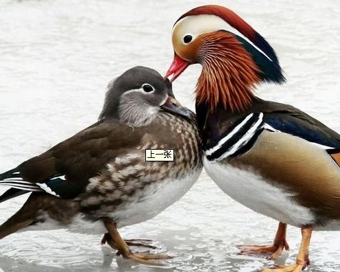 夫妻要相敬如宾才是硬道理[图]-评委,夫妻双方